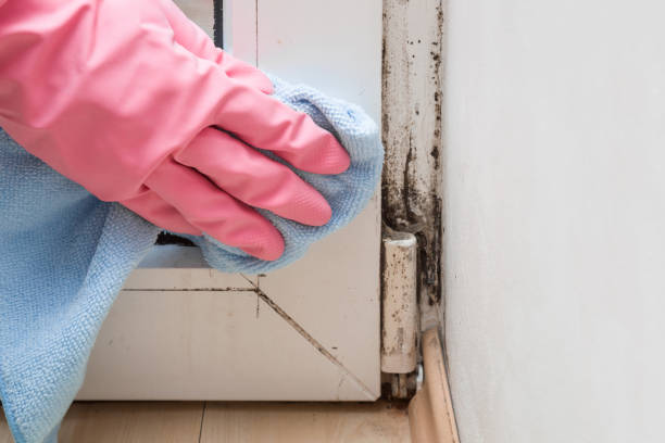 Best Residential Mold Remediation in Denver, CO